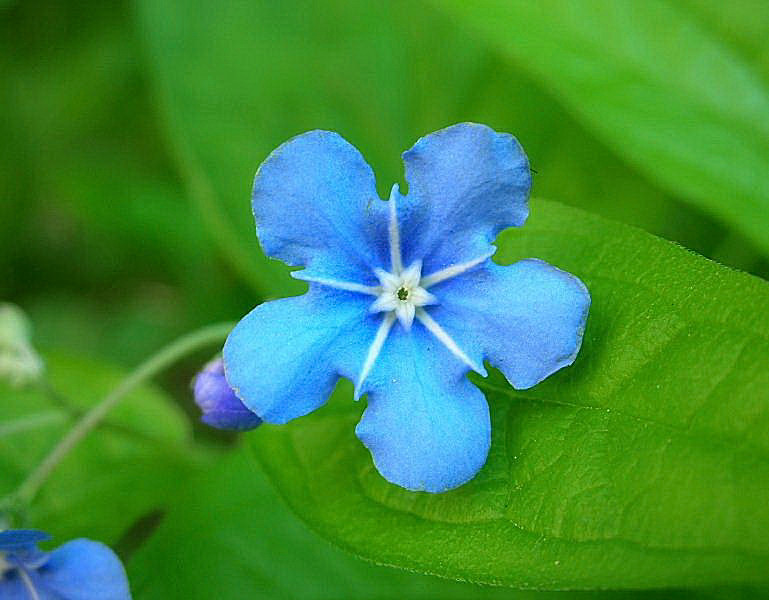Omphalodes verna / Borrana